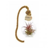 TILLANDSIA EN AMPOULE PUBLICITAIRE