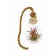 TILLANDSIA EN AMPOULE PUBLICITAIRE