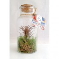 MINI TERRARIUM TILLANDSIA EN BOUTEILLE - GRAND MODÈLE PUBLICITAIRE