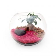 TERRARIUM EN KIT - GRAND MODÈLE FICUS GINSENG PUBLICITAIRE