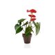 PLANTE DÉCO EN POT ECOLO BAMBOU- BIODÉGRADABLE 10 CM PUBLICITAIRE