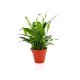 PLANTE DÉCO EN POT ECOLO BAMBOU- BIODÉGRADABLE 10 CM PUBLICITAIRE