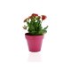 PLANTE DÉCO EN POT ECOLO BAMBOU- BIODÉGRADABLE 10 CM PUBLICITAIRE