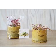 TILLANDSIA EN POT BAMBOU PERSONNALISABLE