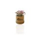 TILLANDSIA EN POT BAMBOU PERSONNALISABLE