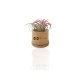 TILLANDSIA EN POT BAMBOU PERSONNALISABLE