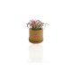 TILLANDSIA EN POT BAMBOU PERSONNALISABLE