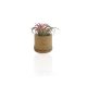 TILLANDSIA EN POT BAMBOU PERSONNALISABLE