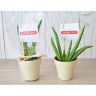 PLANTE DÉCO EN POT ECOLO BAMBOU- BIODÉGRADABLE 6