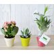 PLANTE DÉCO EN POT ECOLO BAMBOU- BIODÉGRADABLE 6,5 CM PERSONNALISABLE