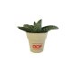 PLANTE DÉCO EN POT ECOLO BAMBOU- BIODÉGRADABLE 6,5 CM PERSONNALISABLE