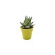 PLANTE DÉCO EN POT ECOLO BAMBOU- BIODÉGRADABLE 6,5 CM PERSONNALISABLE