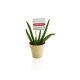 PLANTE DÉCO EN POT ECOLO BAMBOU- BIODÉGRADABLE 6,5 CM PERSONNALISABLE