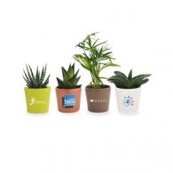 MINI PLANTE DÉPOLLUANTE EN POT CERAMIQUE ROND 7 CM PERSONNALISABLE