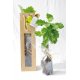 PLANT ARBRE EN SAC KRAFT FENÊTRE - FEUILLUS PERSONNALISABLE