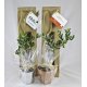 PLANT ARBRE EN SAC KRAFT FENÊTRE - FEUILLUS PERSONNALISABLE