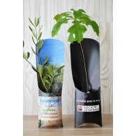 ETUI ARBRE- PLANTS PRESTIGE: OLIVIER, SEQUOIA, PALMIER PUBLICITAIRE