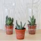 MINI SERRE 1 POT CACTUS OU SUCCULENTE PUBLICITAIRE