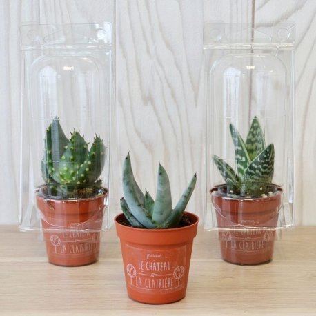 MINI SERRE 1 POT CACTUS OU SUCCULENTE PUBLICITAIRE