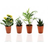 MINI PLANTE DÉPOLLUANTE - POT TERRE CUITE 7 CM PERSONNALISABLE