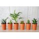 MINI PLANTE DÉPOLLUANTE - POT TERRE CUITE 7 CM PERSONNALISABLE