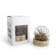 Alec - Terrarium socle bois personnalisable - LE cadeau CE