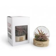 Alec - Terrarium socle bois personnalisable - LE cadeau CE