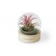 Alec - Terrarium socle bois personnalisable - LE cadeau CE