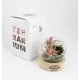 Alec - Terrarium socle bois personnalisable - LE cadeau CE